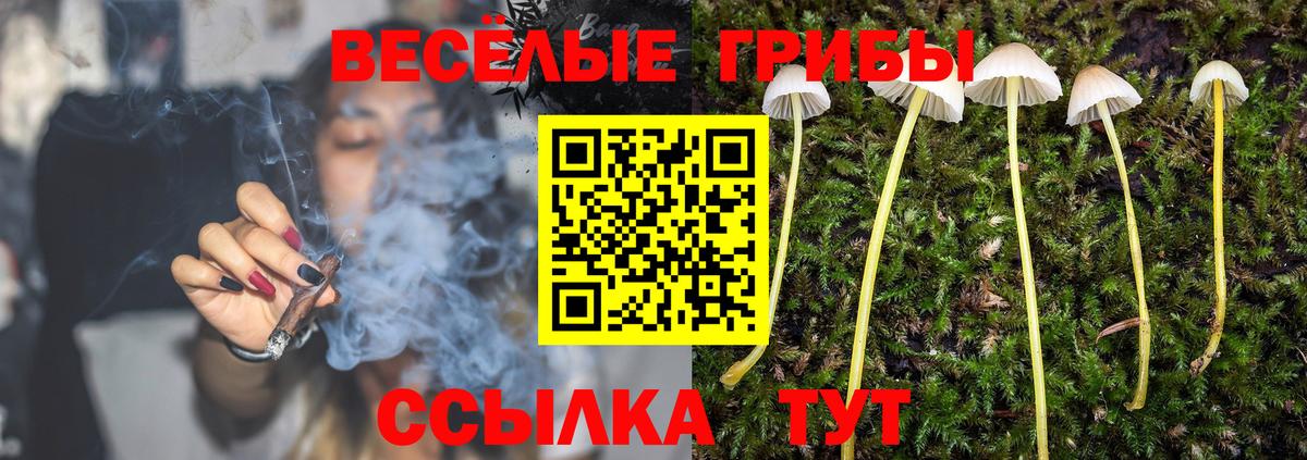 Пятигорск  цена   Вход с VPN  Галлюциногенные грибы Cubensis 